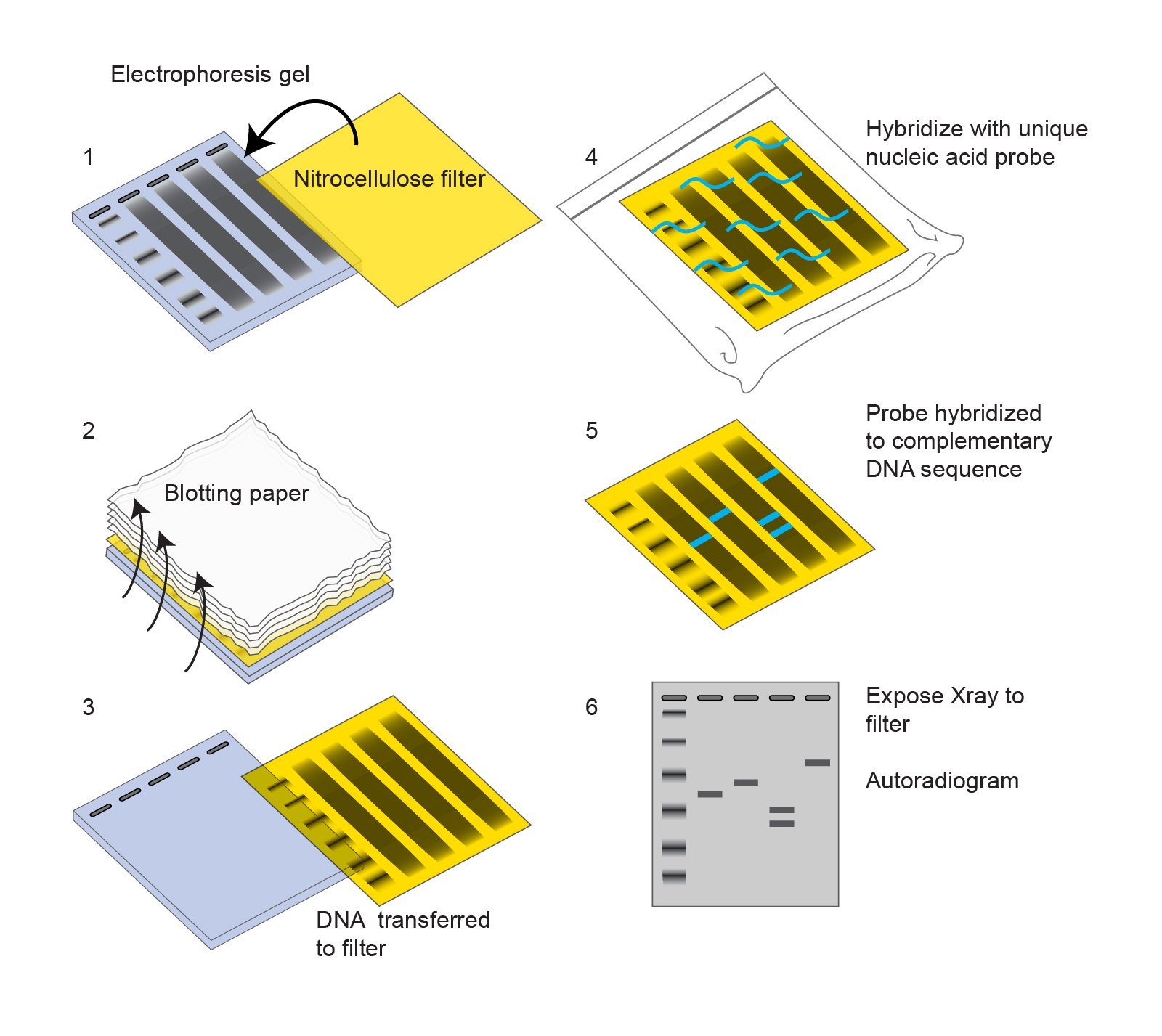 - Southern blotting technique(Image source: National Human Genome Research Institute)