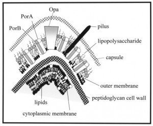 Surface proteins of Neisseria meningitidis. Source: Sciencedirect.com - Surface proteins ofNeisseria meningitidis. Source: Sciencedirect.com