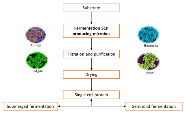 Production of single cell protein (SCP)