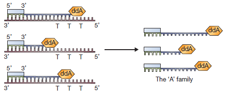 Elongation of DNA molecule and termination after the addition of ddATP  - Elongation of DNA molecule and termination after the addition of ddATP (Source:  Brown, TA. Gene Cloning And DNA Analysis An Introduction)