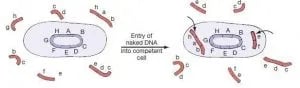 Bacterial Transformation - Bacterial Transformation