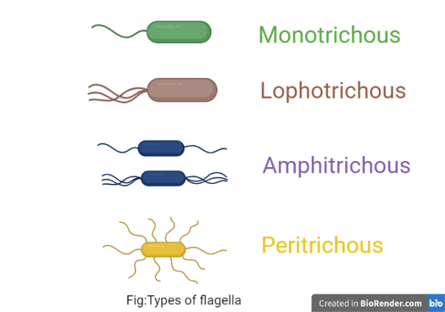 Types of flagella