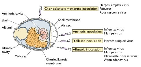 Embroyonated Egg culture for Viruses - Cutaway view of an embryonated chicken egg