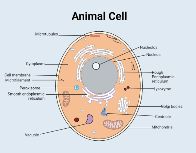 Structural components of animal cells - Different structural components of animal cells