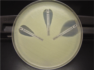 A Staphylococcus aureus isolate tested by the Etest gradient diffusion method - AStaphylococcus aureusisolate tested by the E-test gradient diffusion method