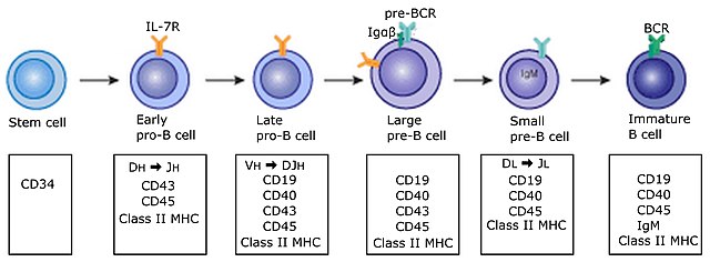 - Early B cell development