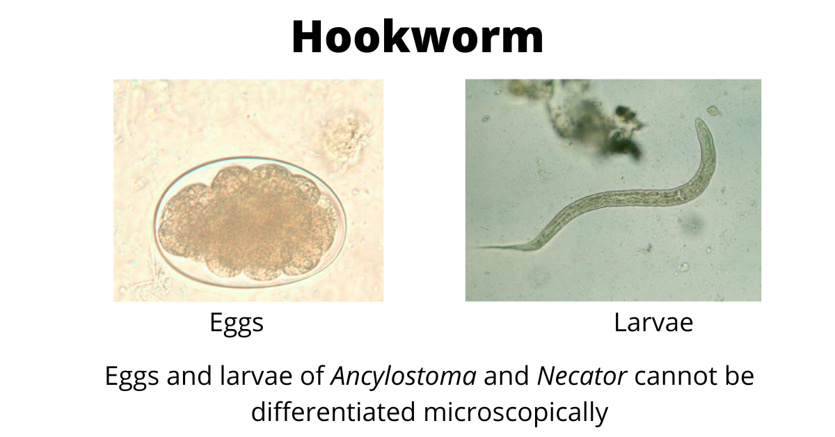 Eggs and Larvae of Hookworm