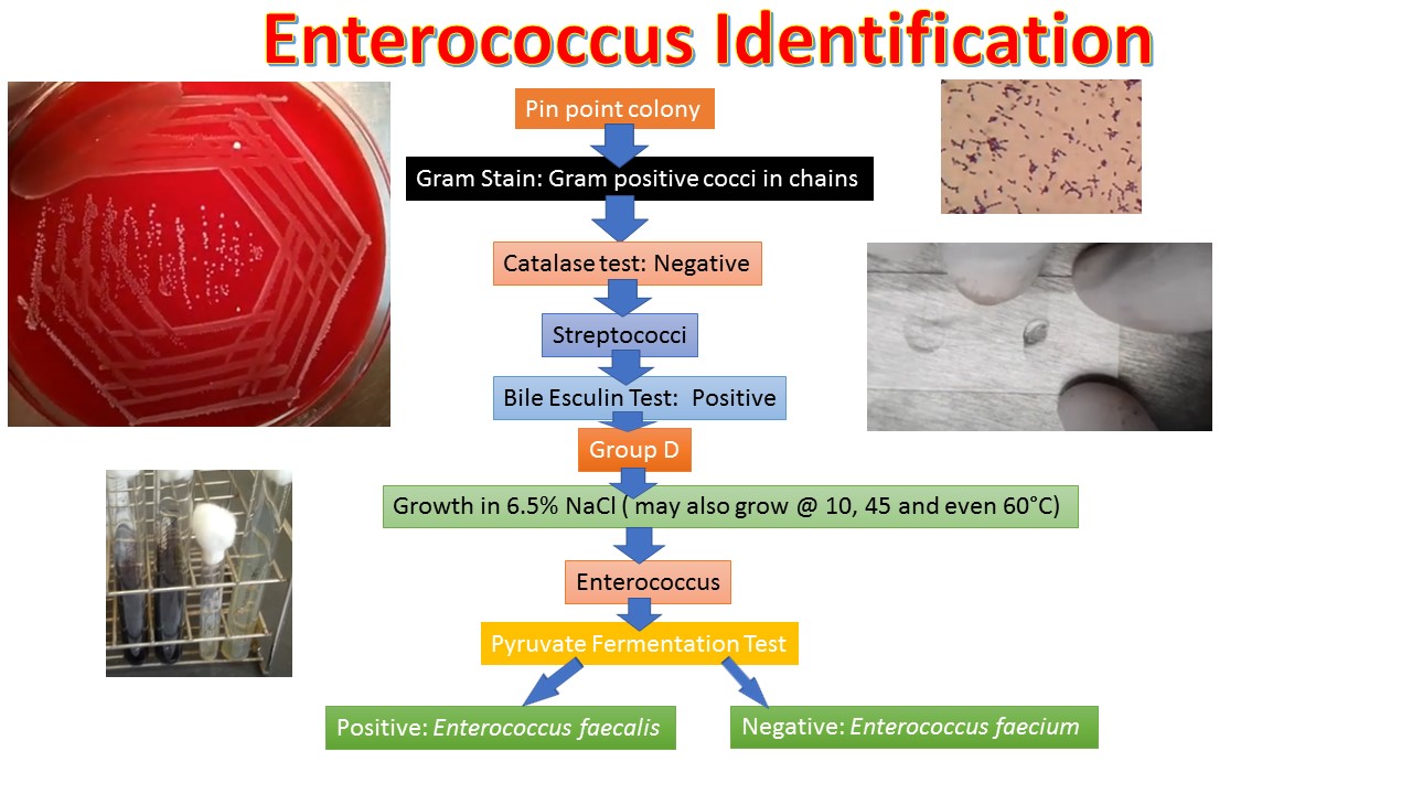 - Flow chart for the identification ofEnterococcus