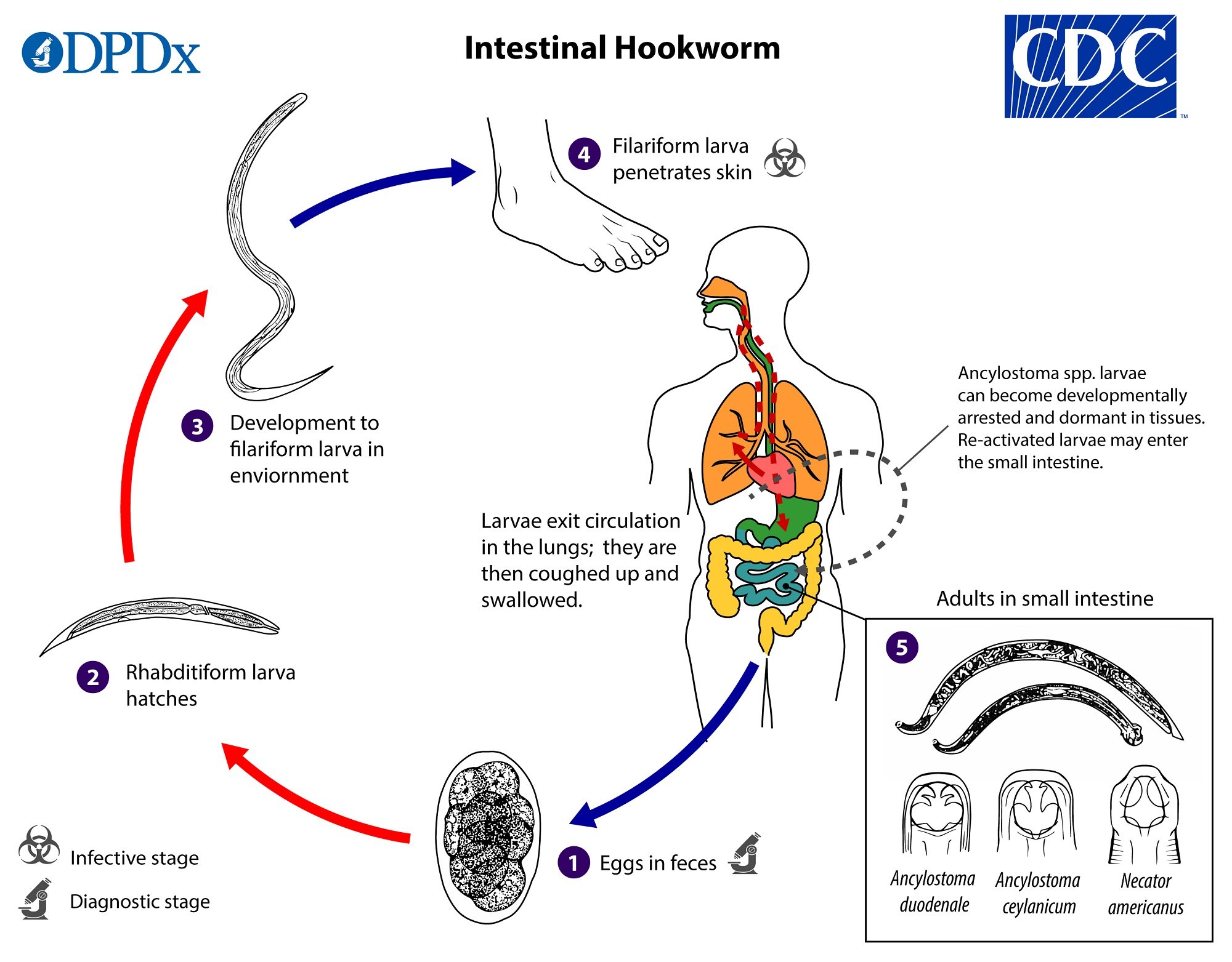 - Life cycle of Hookworm (Image source: CDC)