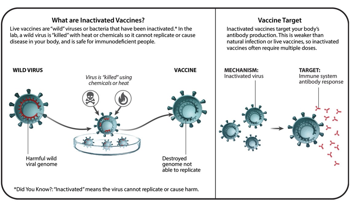 - Live attenuated vaccine production and working mechanism (image source: Pfizer)