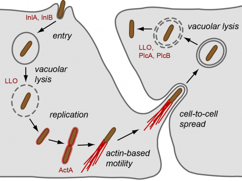 - Listeria cell cycle(Image source:Pasteur Institute)