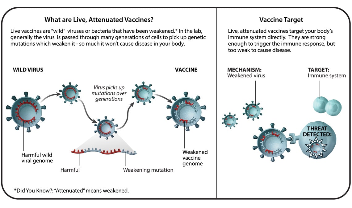 - Live attenuated vaccine production and working mechanism (image source: pfizer)