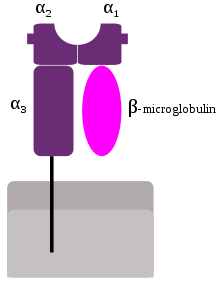 MHC Class I