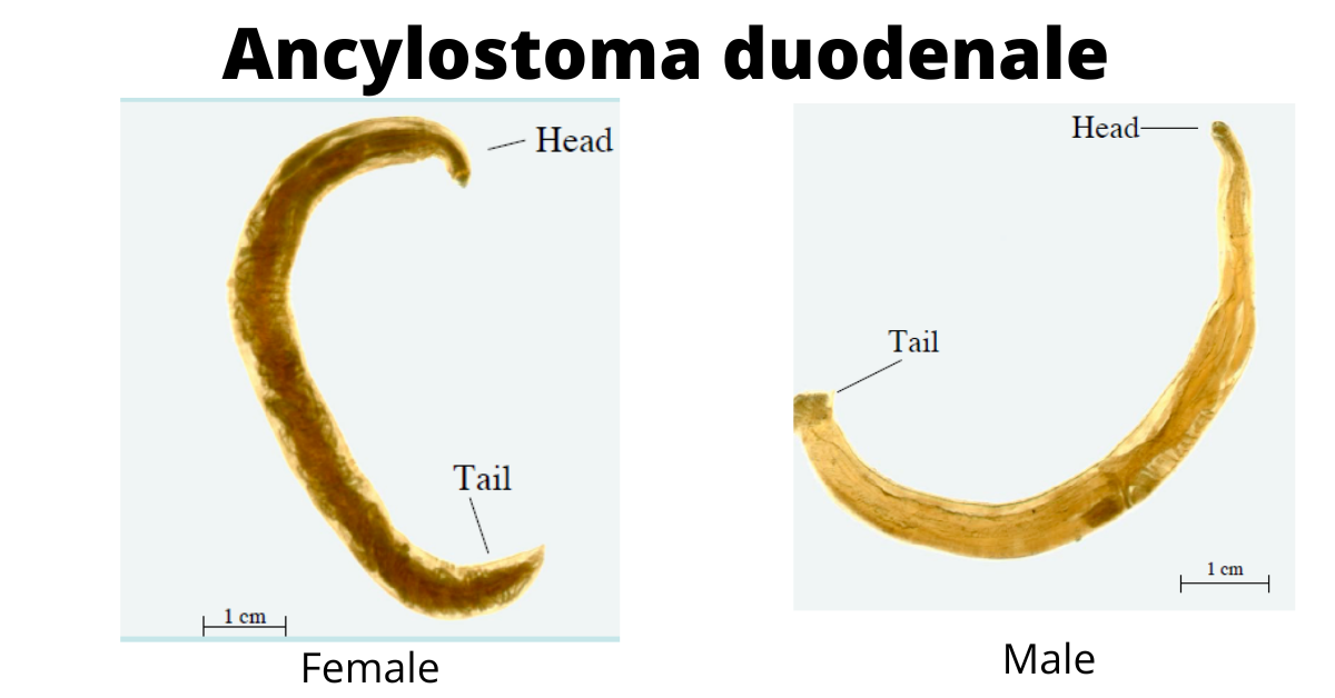 - Female (left) and male (right)Ancylostoma duodenale