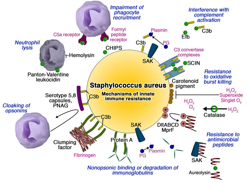 Mechanism of Innate Immunity Resistance Staphylococcus aureus