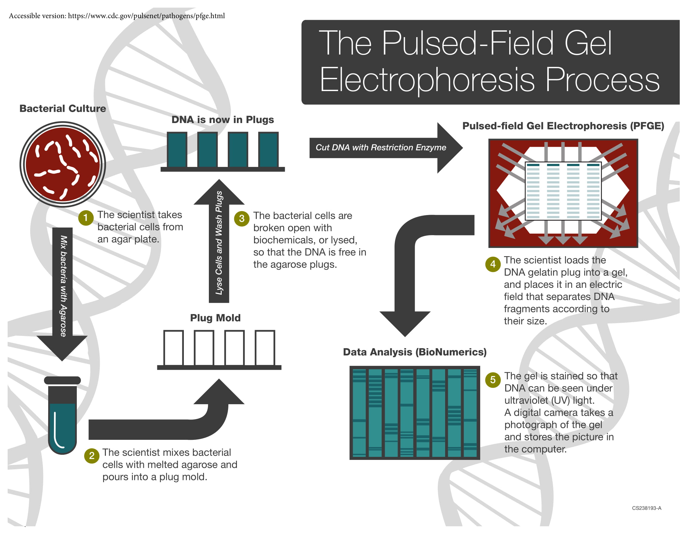 - Steps of Pulsed Field Gel Electrophoresis (Source: CDC)