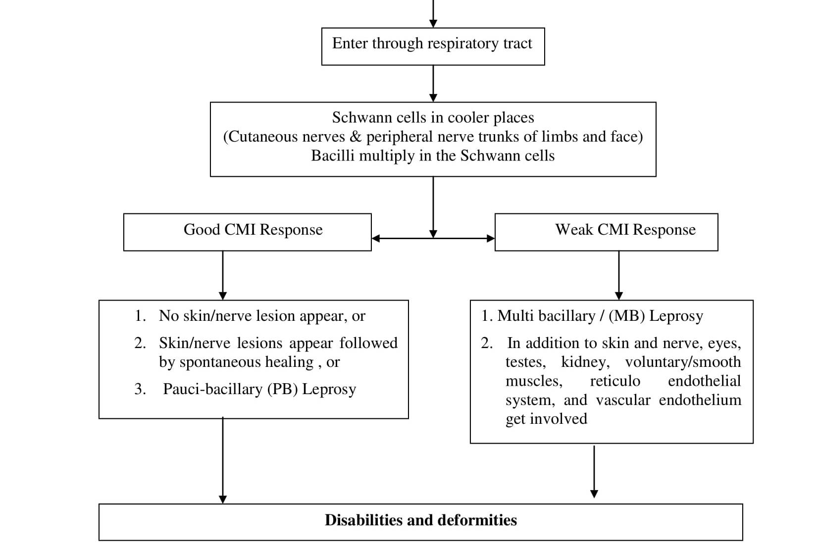 Pathogenesis of Leprosy