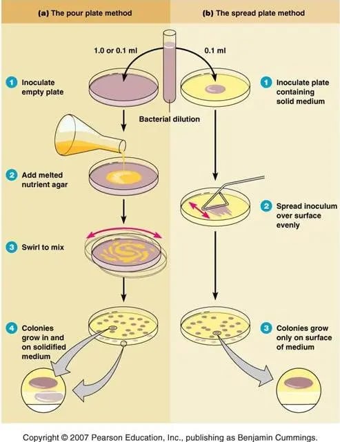 Overview of Pour plate method and spread plate method - Overview of Pour plate method and spread plate method