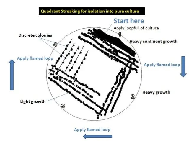 Quadrant Streaking for isolation into pure culture - Quadrant Streaking for isolation into pure culture