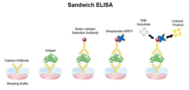 - Sandwich ELISA