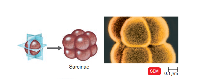 - Sarcinae (Image source: Ref-3)