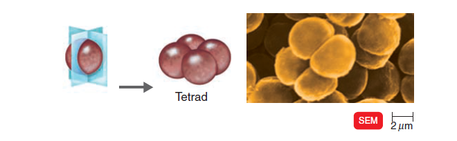 - Tetrad (Image source: Ref-3)