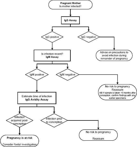 Toxoplasmosis: risk management in pregnancy  - Toxoplasmosis: risk management in pregnancy(Chart source: European Journal of Obstetrics and Gynecology and Reproductive Biology)