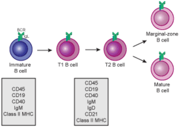 Early B cell Development - Transitional B cell development: from immature B cell to marginal zone B cell or mature (follicular) B cell.