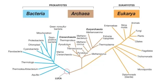 Universal Phylogenetic tree  - Universal Phylogenetic tree