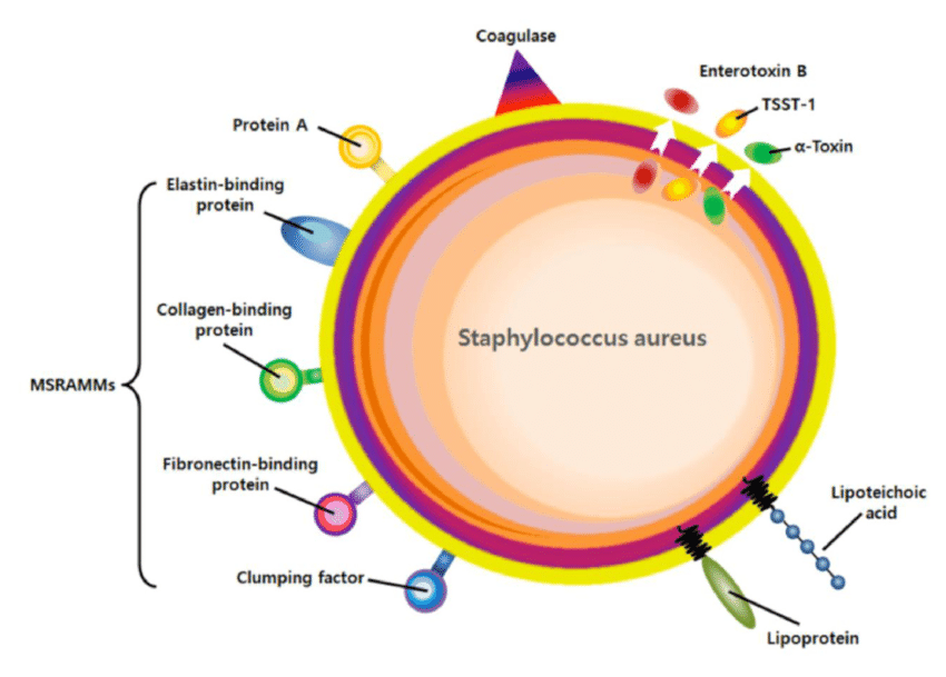 Virulent factors of S aureus