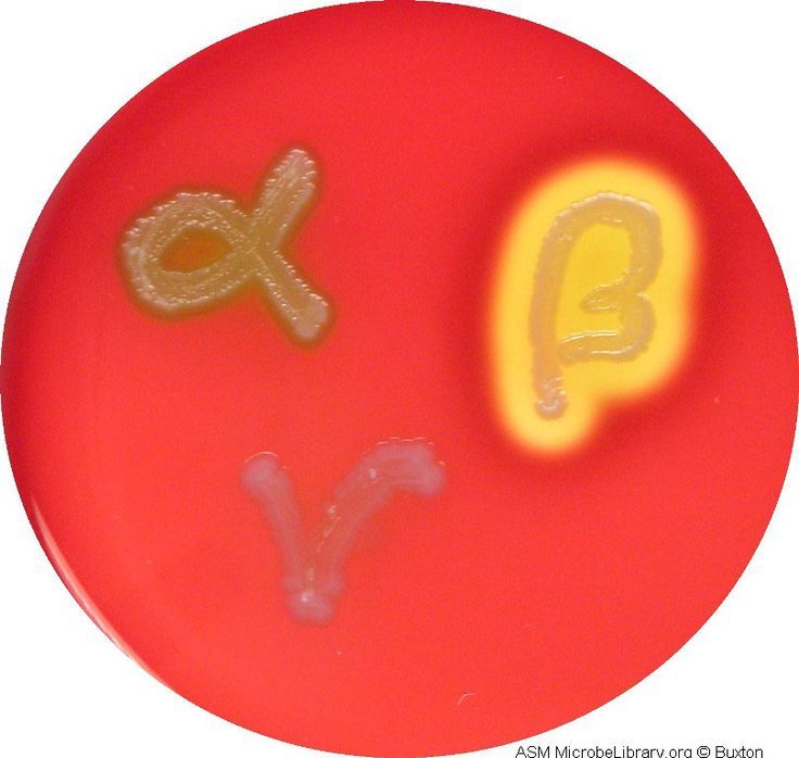 Types of hemolysis (α, β and γ) - Types of hemolysis (α, β and γ)