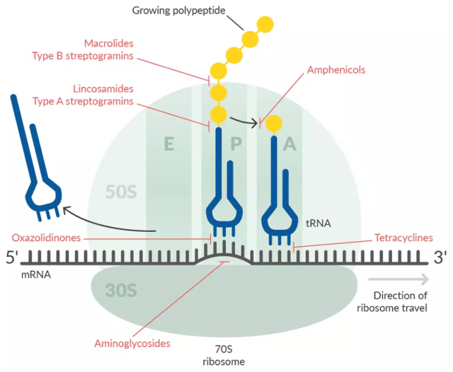 - Inhibition of protein synthesisImage source:https://www.biomol.com/resources/biomol-blog/how-do-antibiotics-affect-protein-synthesis
