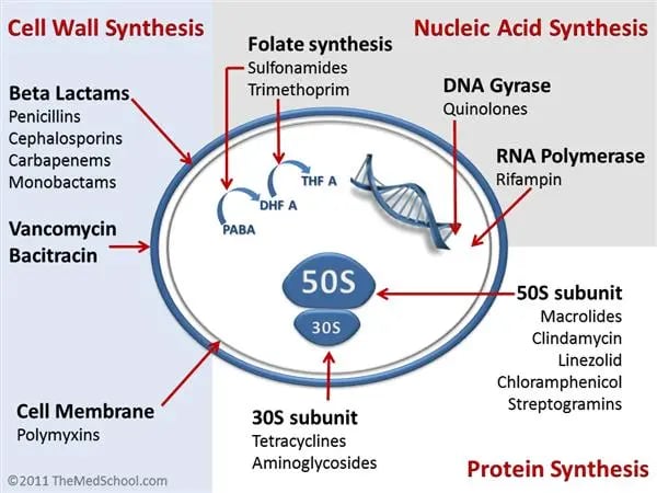 mechanism of action of antibiotics - Antibiotics acting on different sites of a bacterial cell.Source:https://www.orthobullets.com/basic-science/9059/antibiotic-classification-and-mechanism