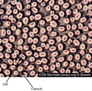 Bacterial Capsule Image source: ASM - Bacterial Capsule