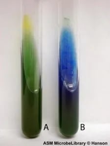 Citrate utilization test 225x300