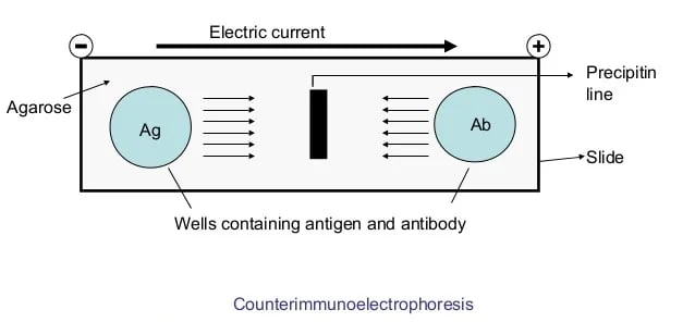 Counterimmunoelectrophoresis appartus