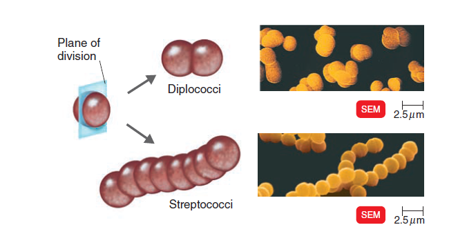 - Diplococci and Streptococci (Image source: Ref-3)
