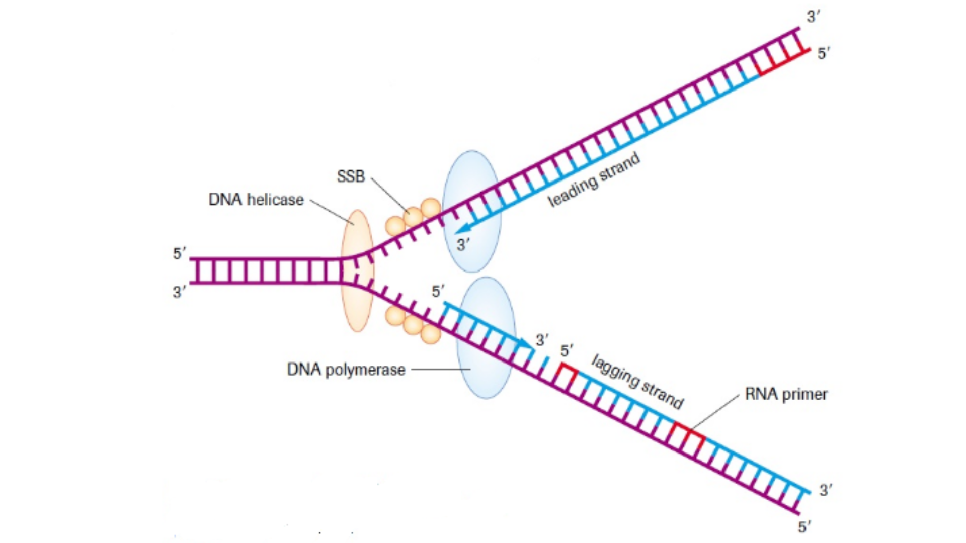 Replication of DNA (elongation) - Elongation in DNA replication  Source: https://biotechkhan.wordpress.com/2014/10/08/dna-replication-in-prokaryotes/