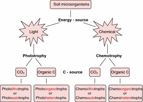 Soil microorganism and types