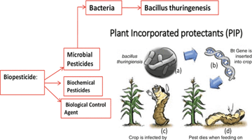 Biopesticides: Classification, Advantages, Disadvantages