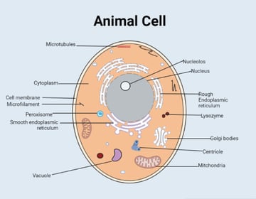 Animal Cell: Organelles, Functions, and How to Remember Them