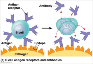 Antigen and Factors Affecting Immunogenicity