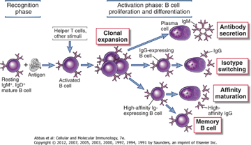 Serological Tests for Disease Diagnosis: A Complete Guide to Antibody Detection