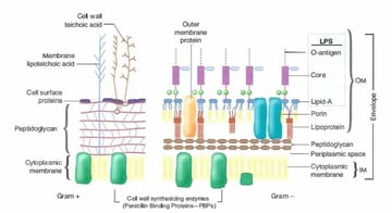 Gram Staining: Step-by-Step Procedure, Results & Interpretation Guide