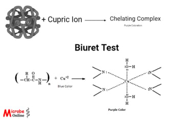 Biuret Test: Principle, Procedure, and Uses