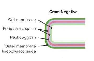 Lipopolysaccharide (LPS): Structure, Endotoxin, and How It Causes Septic Shock