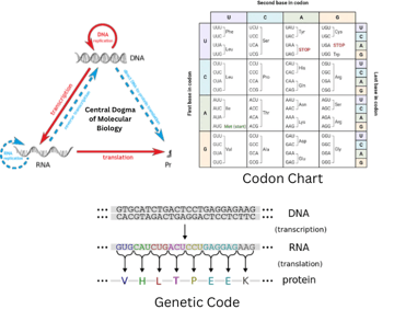 Central Dogma and the Genetic Code: Notes, Diagram, and Codon Chart