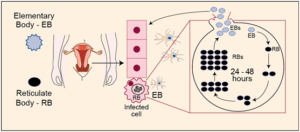 Chlamydia trachomatis: Serovars, Life Cycle, Diseases, Diagnosis, Treatment 