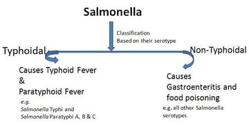 Salmonella: Properties, Enteric Fever, and Laboratory Diagnosis