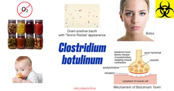 Clostridium botulinum: Botulinum Toxin, Botulism, Diagnosis, Prevention 